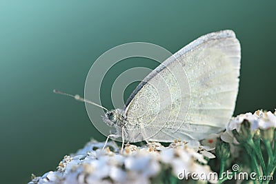 Small white butterfly genus Pieridae sitting on flower. Stock Photo