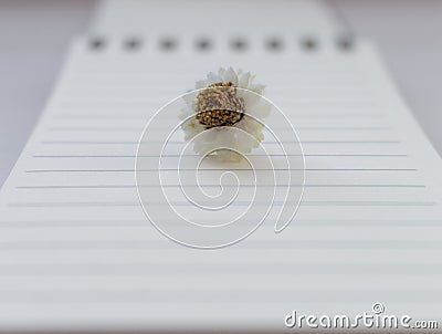 Small white camomile chamomile flower on open notebook with blank sheet unfocused background. Beginning and writing concept. Stock Photo