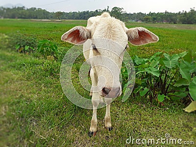 A small white cow standing on meadow and looking straight to camera. Stock Photo