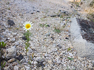 Small white Daisy grows among the stones Stock Photo