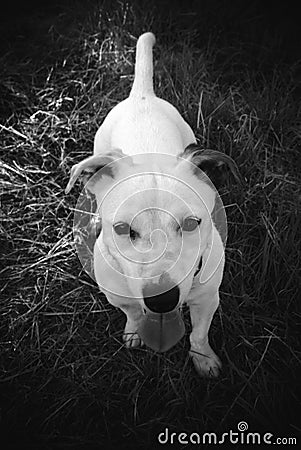 A small white dog Stock Photo