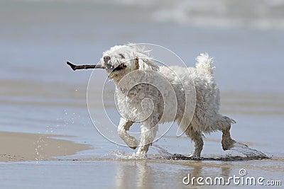 Small White Dog Carrying a Stick on the Beach Stock Photo
