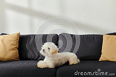 Small white dog peacefully lays on Stock Photo