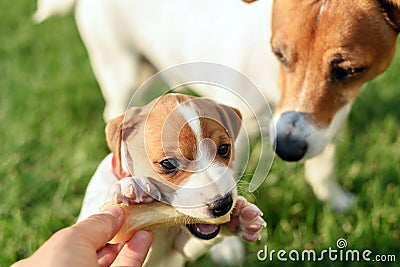 A small white dog puppy breed Jack Russel Terrier Stock Photo