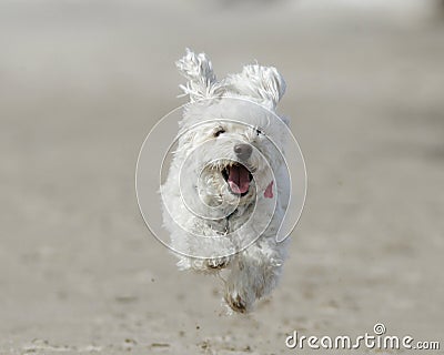 Small White Dog Running on Beach Stock Photo