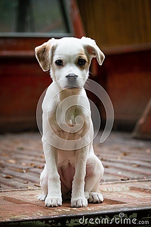 Small White Dog Sitting in the Bed of a Vintage Pickup Truck Stock Photo