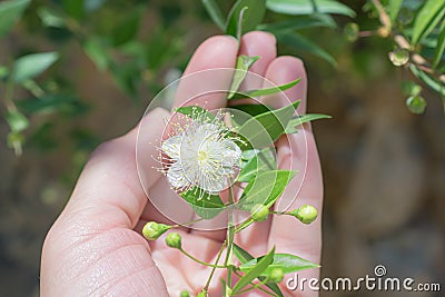 Small white evergreen myrtle myrtus flower in the hand Stock Photo