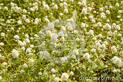 Small white flower along the way Stock Photo