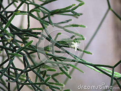 Small white flower of Cactus Mistletoe Clover, Rhipsalis, Epiphytic plant, is a popular plant grown ornamental garden hanging. A Stock Photo