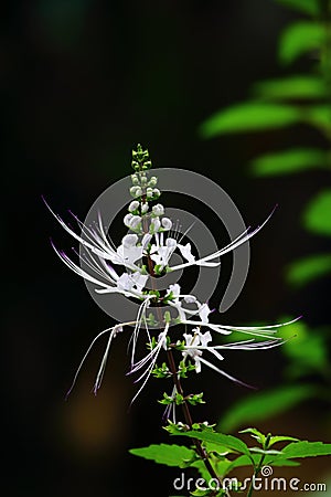 Small white flower Stock Photo