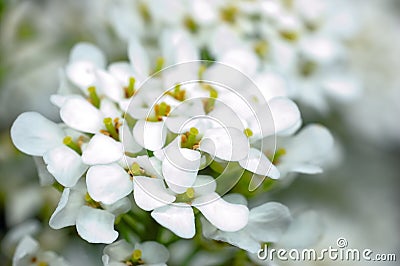 Small white flowers Stock Photo