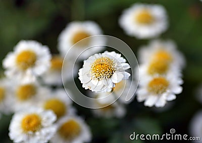 Small white flowers with blurred background Stock Photo