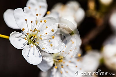 Small White Flowers Close Up Spirea Vanhouttei Stock Photo