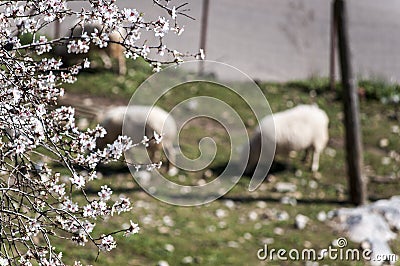 Little white flowers with shees behin Stock Photo