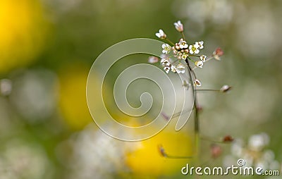 Small white flowers on herbaceous plants in spring. Close-up Stock Photo