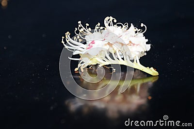 Small white flowers Stock Photo