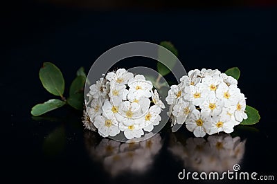 Small white flowers Stock Photo