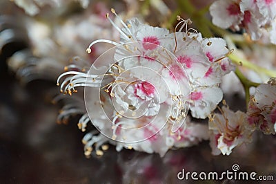 Small white flowers Stock Photo