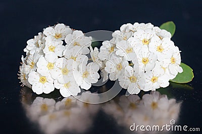 Small white flowers Stock Photo