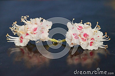 Small white flowers Stock Photo