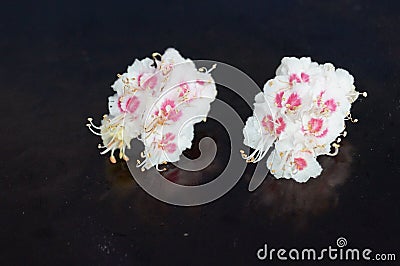 Small white flowers Stock Photo