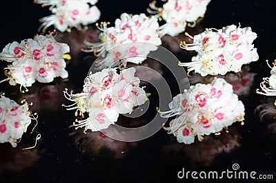 Small white flowers Stock Photo