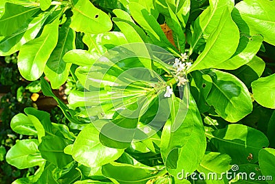 Small White Flowers and Large Green Leaves of Mangrove Tree Stock Photo