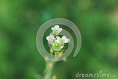 Small white flowers of a medicinal field plant Stock Photo