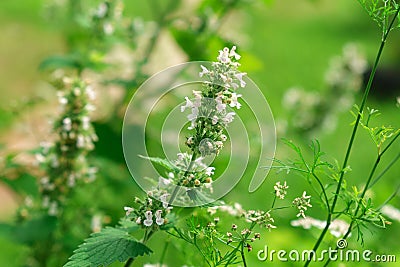 Small white flowers melissa mint officinalis in the garden on a green background. Selective focus Stock Photo