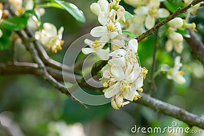 Small white flowers of pomelo fruit Stock Photo