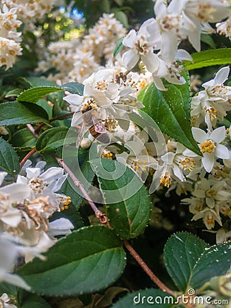Small white flowers where bees gather nectar. Stock Photo