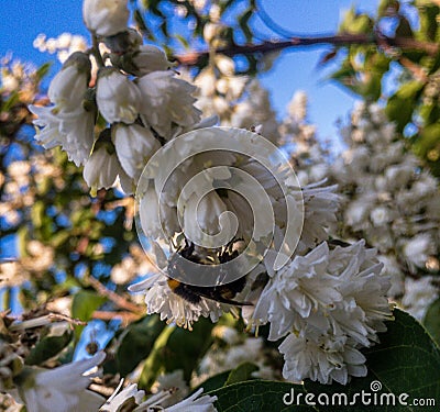 Small white flowers where bees gather nectar. Stock Photo
