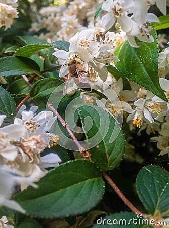 Small white flowers where bees gather nectar. Stock Photo