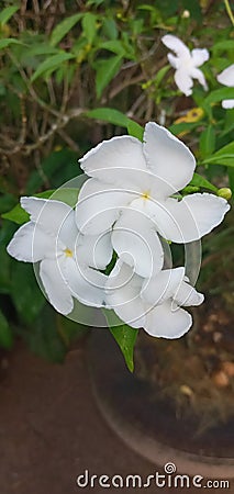 The small white jasmine flowers Stock Photo