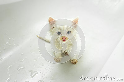 A small white kitten sits in the bathroom and waits for it to be washed. Cleanliness and hygiene of pets Stock Photo