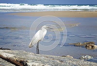 A small white Little Egret heron standing in the water looking for food. City beach, Netanya, Israel Stock Photo