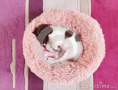 Small white and liver brown 8 week old pup puppy dog in round comfy comfortable pink bed on colorful flooring mat rug Stock Photo