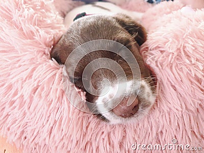 Small white and liver brown 8 week old pup puppy dog in round comfy comfortable pink bed on colorful flooring mat rug Stock Photo