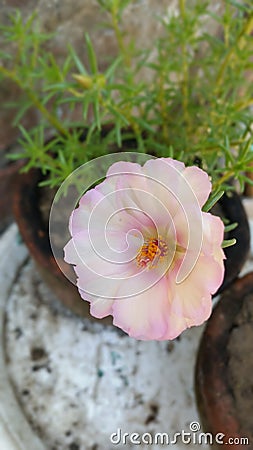 Small white moss rose bloom in flower pot. Stock Photo