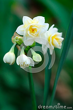 Small white narcissus Stock Photo