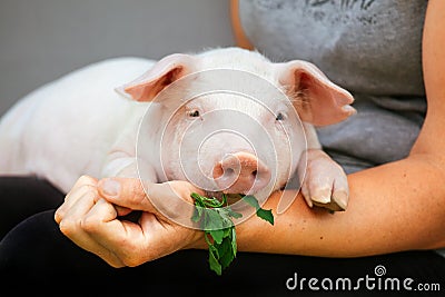 Piggie piggy piglet red pig sits 2019 Yellow New Year christmas hold hand face white green grass eat close-up Stock Photo