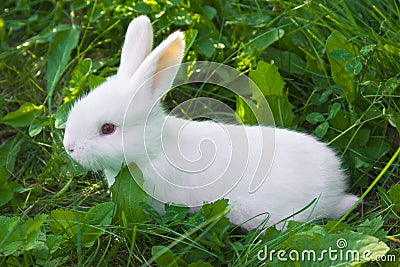 Small white rabbit Stock Photo