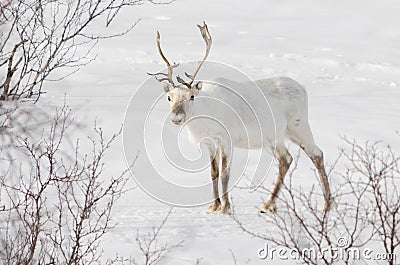 Small white reindeer Stock Photo