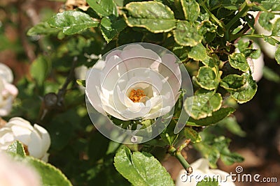 Small White Rose : Platonic Love Stock Photo