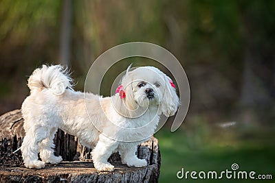 Small white Shih Tzu dog, wearing a headdress. Outdoor photo Stock Photo