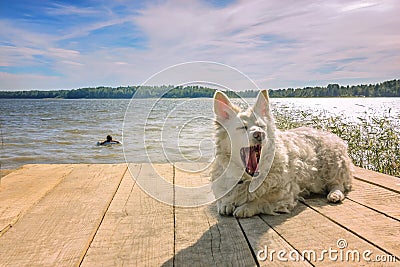 Small white sleepy dog lies and yawns on a wooden pier on the lake. Woman swims in the distance Stock Photo