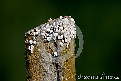 small white snails Stock Photo