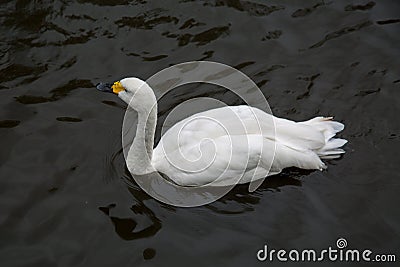 Small white Swan, Cygnus bewickii, swimming in the pond. Birds, ornithology Stock Photo