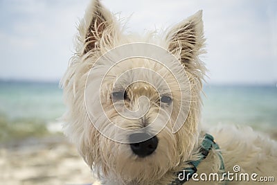 White West Highland terrier - face close up Stock Photo