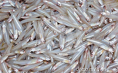 Small whitebait Stock Photo